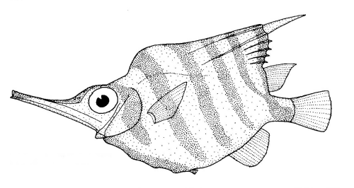 Banded bellowsfish